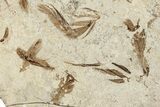 Detailed Multiple Fossil Feather Plate - France #254085-2